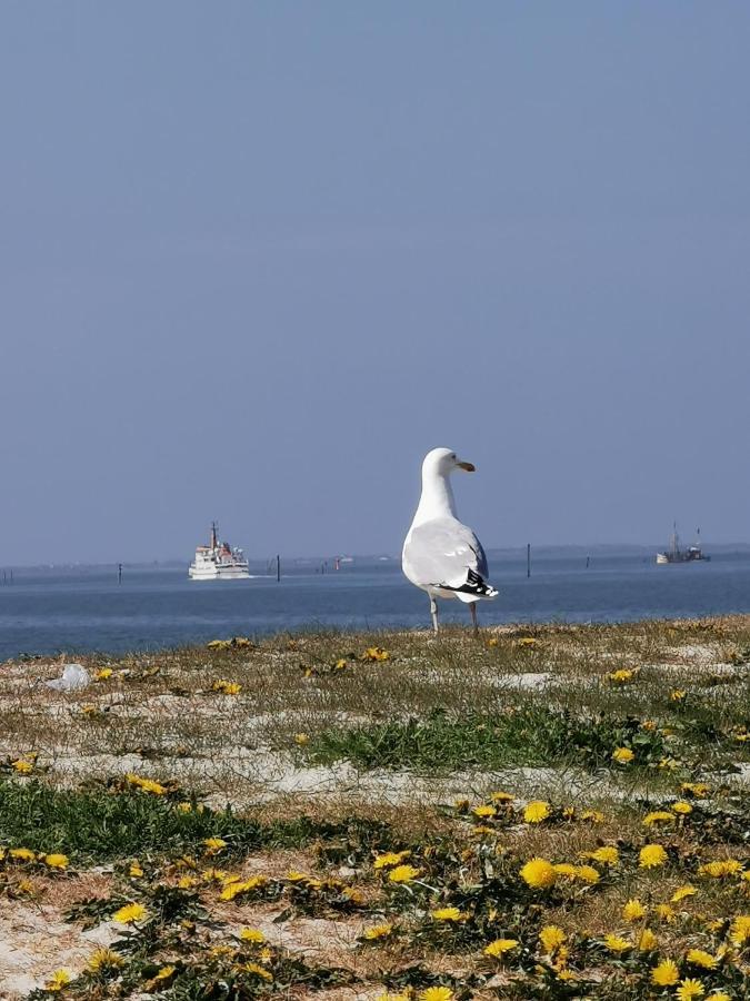 Kleinaberfein An Der Nordseekueste Schweindorf Luaran gambar